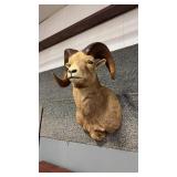 BIGHORN SHEEP SHOULDER MOUNT