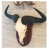 BLUE WILDEBEAST SKULL & HORNS