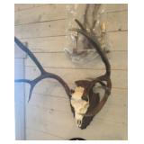 MULE DEER SKULL & ANTLERS