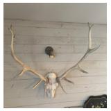 ELK SKULL & ANTLERS