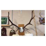 ELK ANTLERS *BEEN PAINTED