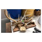 ELK & DEER ANTLERS