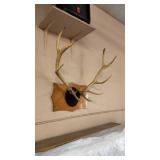 ELK ANTLERS
