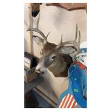 TAXIDERMY MOUNTED WHITETAIL
