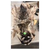 RACOON PELT