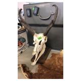 EUROPEAN MOUNT ANTELOPE SKULL