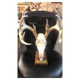 EUROPEAN MOUNT WHITE ANTLERS 5X6