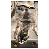 RACOON PELT