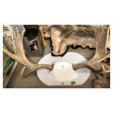 MOOSE ANTLERS
