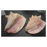 2 - QUEEN CONCH SHELLS