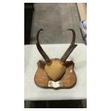 ANTELOPE HORN MOUNT ON WOOD PLAQUE