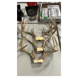 3 WHITETAIL DEER ANTLER MOUNTS
