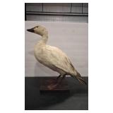 TAXIDERMY ANTQ SNOW GOOSE