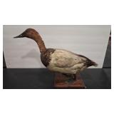 TAXIDERMY ANTQ CANVASBACK DUCK