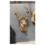 WHITETAIL DEER SHOULDER MOUNT