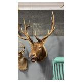 ROCKY MOUNTAIN ELK SHOULDER MOUNT