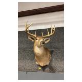 WHITETAIL DEER SHOULDER MOUNT
