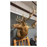 ROCKY MOUNTAIN ELK SHOULDER TAXIDERMY MOUNT