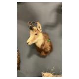 CHAMOIS SHOULDER MOUNT