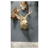 WHITETAIL DEER SHOULDER MOUNT