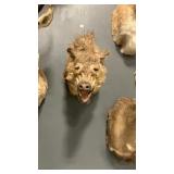 WILD BOAR SHOULDER MOUNT