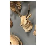 ANTELOPE SHOULDER MOUNT