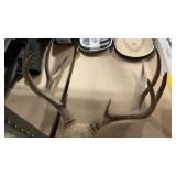 MULE DEER MOUNT