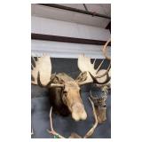 BULL MOOSE SHOULDER MOUNT
