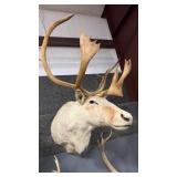 WHITE CARIBOU SHOULDER MOUNT