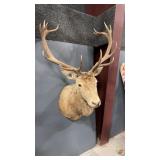 RED DEER STAG SHOULDER MOUNT