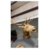 NORTH AMERICAN BULL ELK SHOULDER MOUNT
