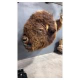 AMERICAN BISON SHOULDER MOUNT *MISSING HORN*