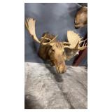 BULL MOOSE SHOULDER MOUNT