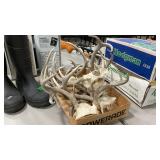 BOX OF ASSORTED WHITETAIL ANTLERS