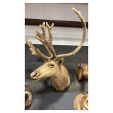 WHITE CARIBOU SHOULDER MOUNT