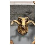 ARAPAWA RAM SHOULDER MOUNT
