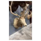 PALE BULL ELK SHOULDER MOUNT