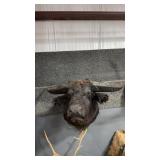 WATER BUFFALO SHOULDER MOUNT