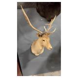 FALLOW DEER SHOULDER MOUNT