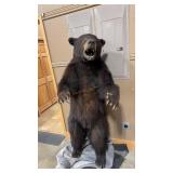 FULL BODY BLACK BEAR MOUNT 63' TALL