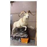 FULL BODY DALL SHEEP TAXIDERMY MOUNT