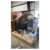 MUSKOX FULL BODY MOUNT