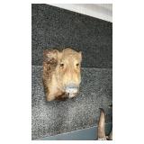 WILD BOAR SHOULDER MOUNT