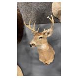 WHITETAIL DEER SHOULDER MOUNT
