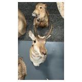 ANTELOPE SHOULDER MOUNT