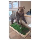 GRIZZLY BEAR FULL BODY MOUNT