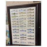 TROUT POSTER DISPLAY FRAMED