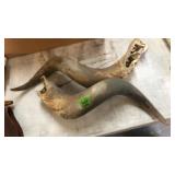2 SHEEP HORNS