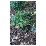 Two hostas