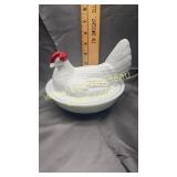 White westmoreland hen on nest